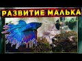 МАЛЕК ПЕТУШКА В ПЕРВЫЙ МЕСЯЦ ЖИЗНИ!