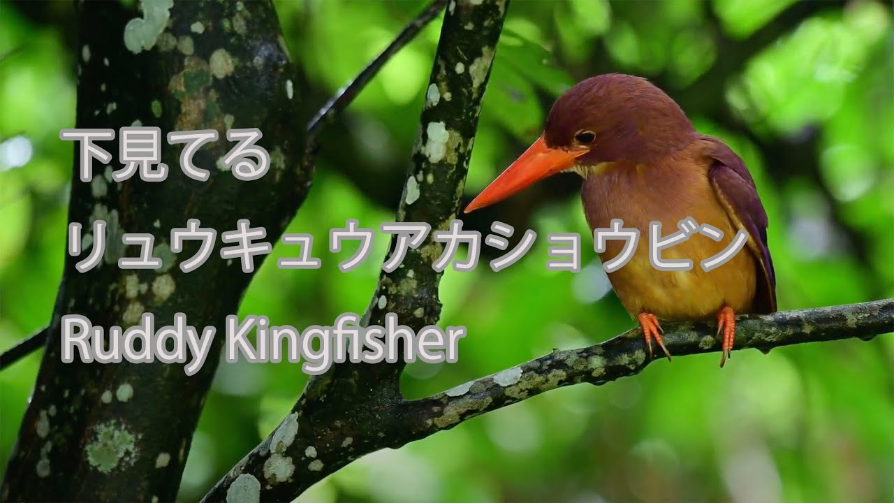 下見てる】リュウキュウアカショウビン Ruddy Kingfisher - YouTube