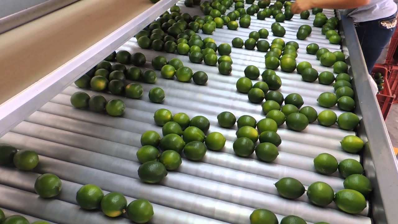 San Jose Tropical Fruits YouTube