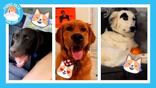 When Your Dog Thinks He Is a Human 😹- Funny Pets Videos!