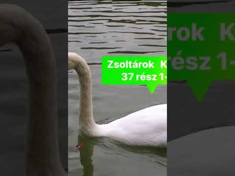 Zsoltárok 37 :