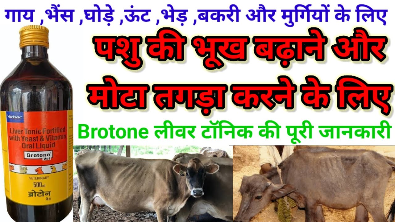 ब्रोटोन लीवर टॉनिक के फायदे ।। Brotone Vet Full Review ।। Brotone Use ...