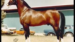 US Arabian Stallions National Champions at Halter 1958-2003