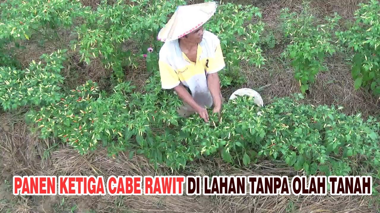 Panen Ketiga Cabe Rawit di Lahan Tanpa Olah Tanah PART 15 