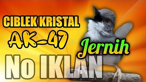 Masteran Ciblek Kristal AK 47 (suara jernih)