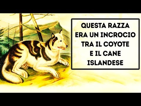 Video: 5 Fatti Affascinanti Sui Cani Che (probabilmente) Non Hai Mai Saputo