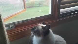 Birman Cat Sniffs Outdoors