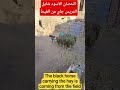 الحصان الاسود شايل الدريس جاي من الغيط The Black Horse Carrying The Hay Is Coming From The Field 