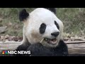 Exclusive look at Chinese pandas preparing for trip to America