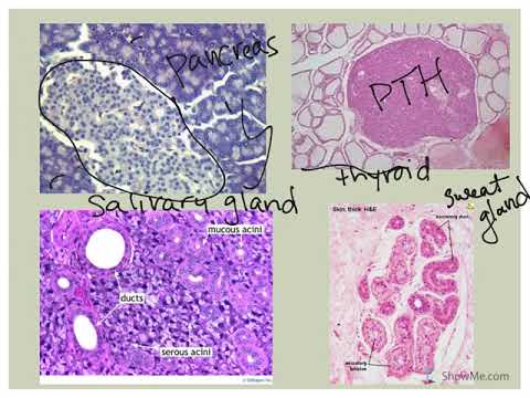 Glandular Epithelial Tissue