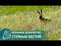 🐰 Нашествие зайцев — русак атакует! :-)