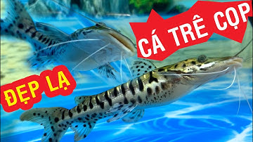 THẢ CÁ TRÊ CỌP VÀO HỒ - MỘT LOÀI CÁ TRÊ TRÊN MÌNH CÓ VẠCH VẠCH ĐEN RẤT ĐẸP, RẤT LẠ MÌNH RẤT THÍCH.