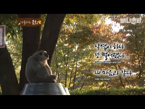sbs tv동물농장x애니멀봐 中字 A monkey that gets the autumn blues like everyone else