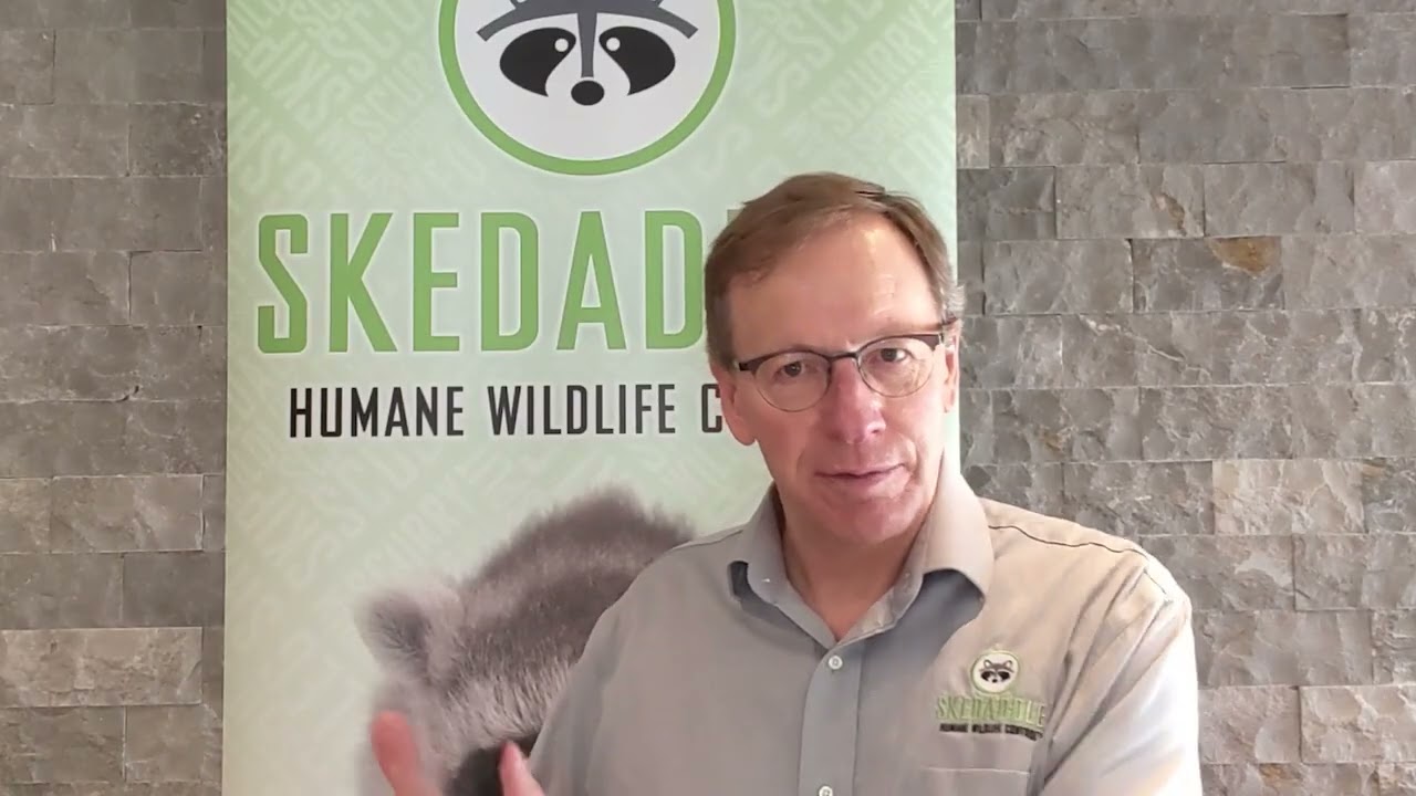 What Qualities Do Successful Franchise Partners Possess - Skedaddle Franchise