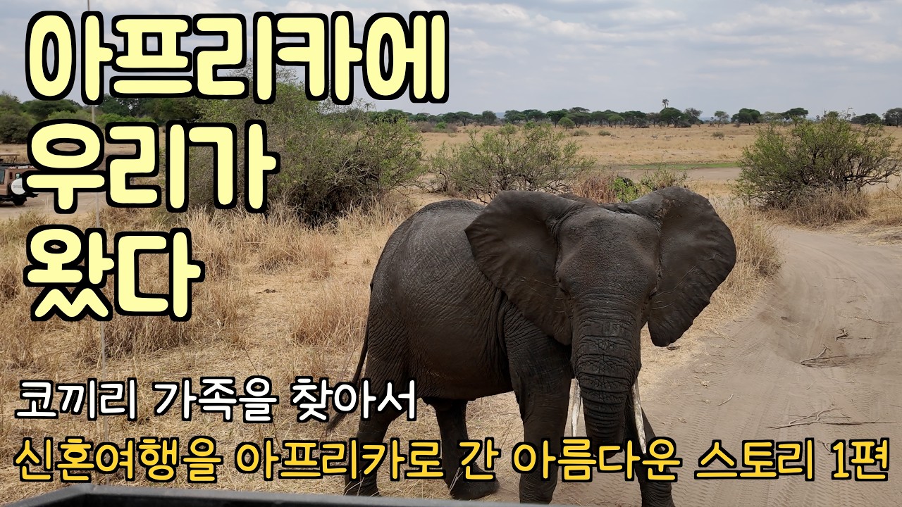 아프리카 대자연 속으로🐘 | 탄자니아🇹🇿 EP.1 | 코끼리 가족 | 얼룩말 엉덩이 | 동물원 아님🙅‍♀️