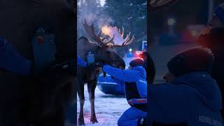 Cosmic Hooves A Mooses Journey Beyond Earth  arcticanimal space arcticrescue