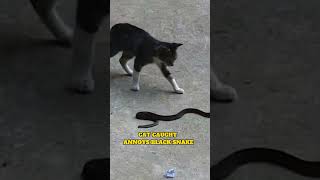 Cat Keep annoying black snake π²π² Cat Keep annoying black snake π²π²