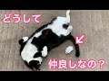 どうしてこんなに仲良し？🌸【75】🐈‍⬛⭐️🐭『ねこ』と『ハムスター』