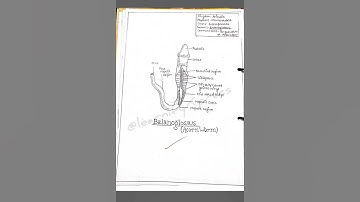 Ignou Bzycl 132 practical file l full video link in the description #ignou #exam #practical #shorts