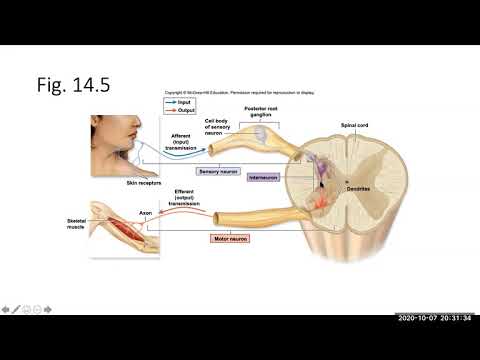 Ch. 14 (Nervous System Tissue) - YouTube