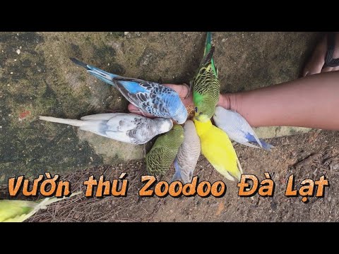 zoodoo da lat New Update #51 - Review Vườn Thú Zoodoo Đà Lạt | Việt Nam