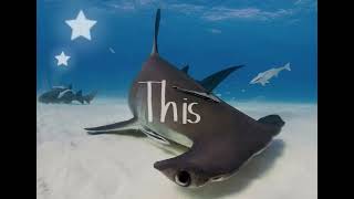 Hammerhead sharks :) #furry #antizoo #silly #ocean #shark