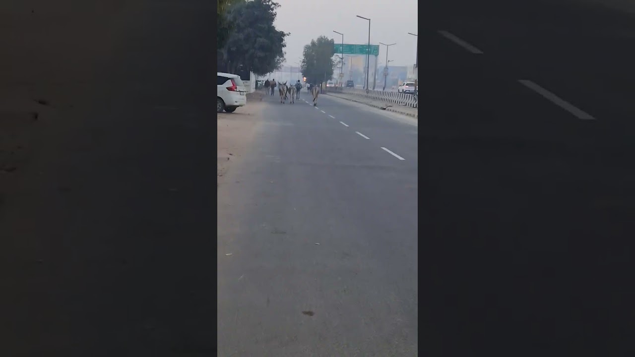 मेहसाणा डेयरी गाय #morning #vlog #new #viral #trending #animals #cow #dairy #farm #shorts #vlog