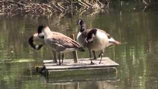 28Mbps 50p AVCHD test: Canon XA20 (XA25 / HF G30)