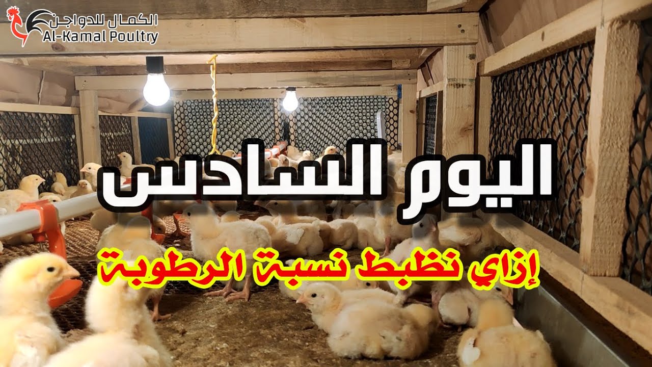 اليوم السادس | تربية الفراخ البيضاء في البطاريات | ه + سلينيوم | أملاح معدنية ازاي نظبط نسبة الرطوبة