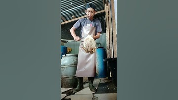 Thumbnail of Amazing Menyembelih Ayam Broiler Sendiri Bengkalis Chicken