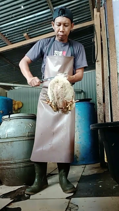 Amazing Menyembelih Ayam Broiler Sendiri Bengkalis Chicken