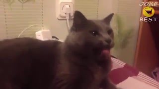 Самые смешные кошки 2016 #11 Самые смешные кошки 2016 #11