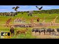 4K African Animals: Hwange National Park - Amazing African Wildlife Footage with Real Sounds in 4K