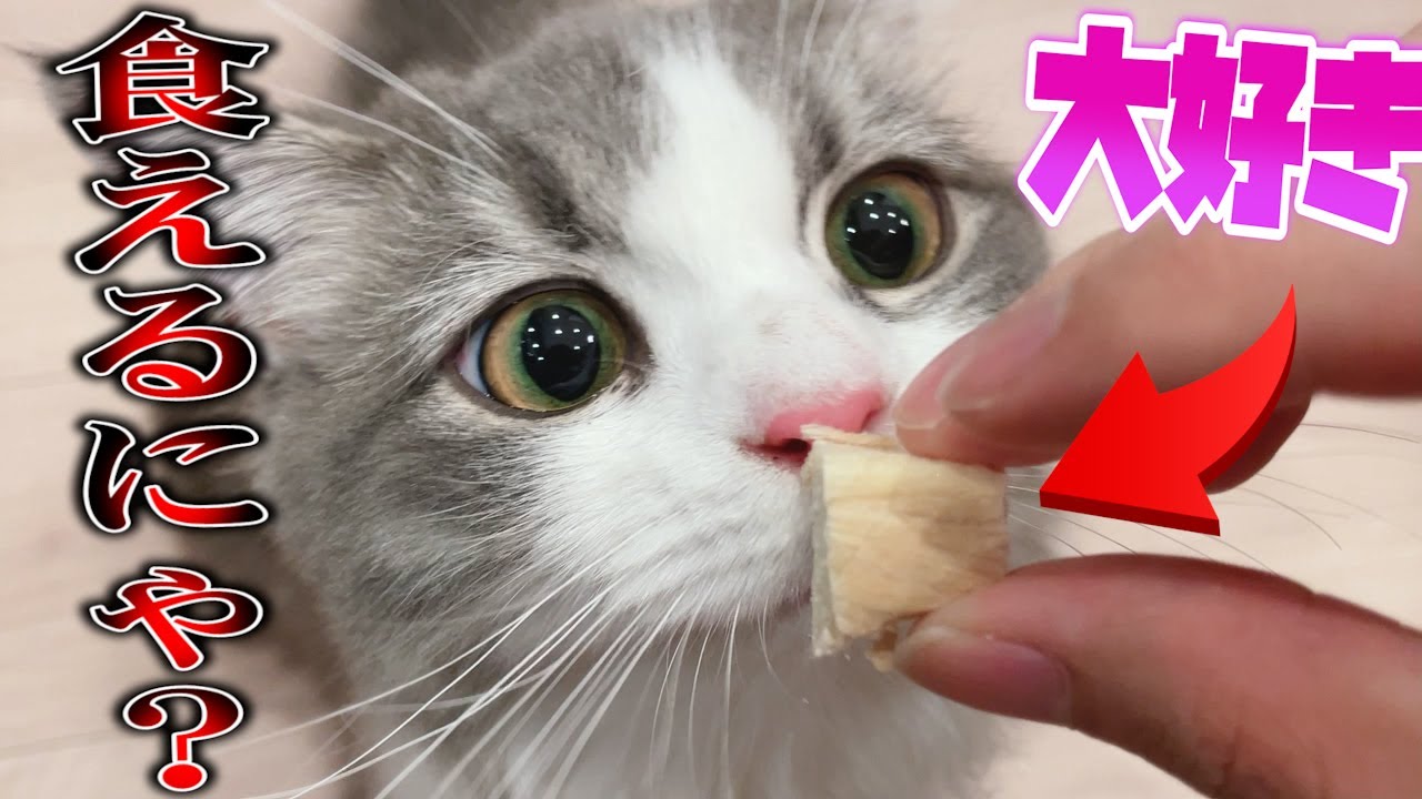 【カメラ】猫が虜になると噂のおやつをあげたら可愛すぎたにゃ【シャル】【やまと】【すとぷり】