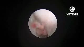 Video-Otoscopy -Diode Laser Ablation Of Polyps In Cats Ear