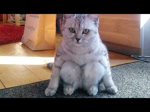 CAN you HANDLE CATS THAT FUNNY? - Super FUNNY CAT compilation