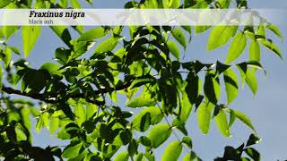 black ash (Fraxinus nigra)