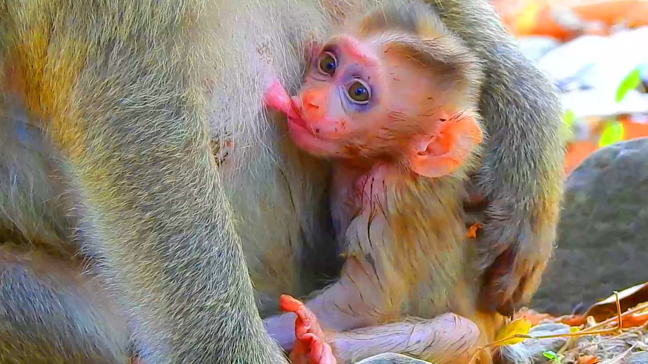 Day three update! Natural milk & food help newborn Boris better his situation, We all love you Boris