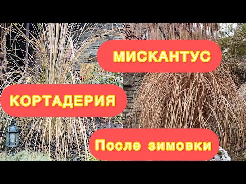 Видео: Обрезка пампасной травы - узнайте, как обрезать пампасную траву