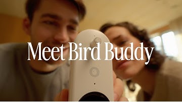 Meet Bird Buddy: The Original Smart Bird Feeder