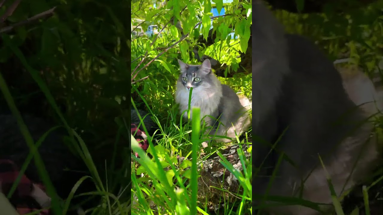My cats enjoy the shade of a blooming fallen tree. 