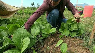 DAY 12 SA KUBO | HARVEST TAYO NG MUSTASA!