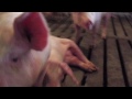 Official "Glass Walls" Video by Paul McCartney