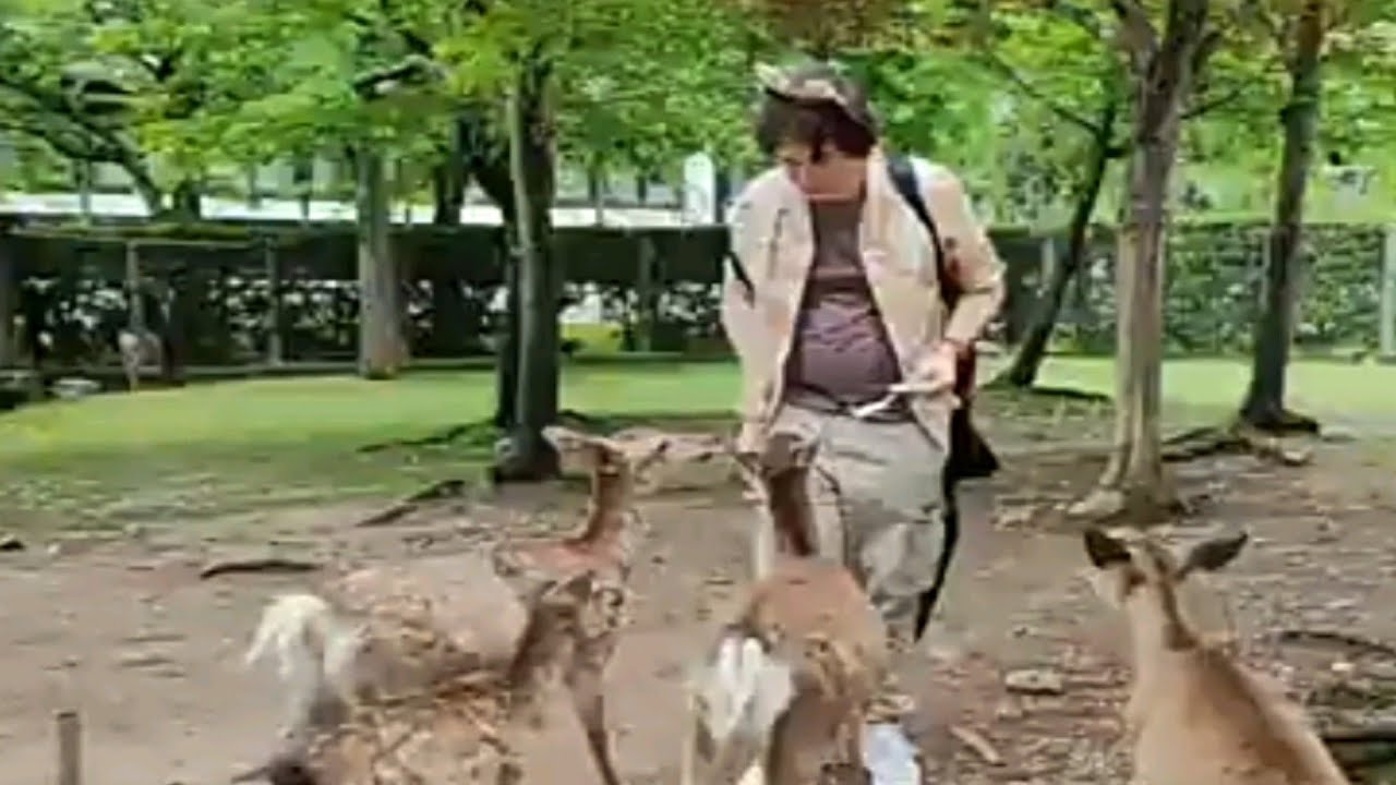 Darkrai alimentando ciervos