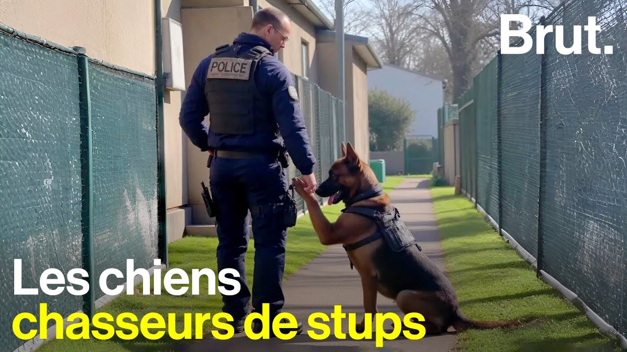 Immersion à l'école des chiens policiers
