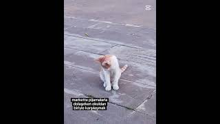 arkadaki olen kedim latte... #anime #ytdayibenionecikarnolur #keşfet #demonslayer #shortsvideo