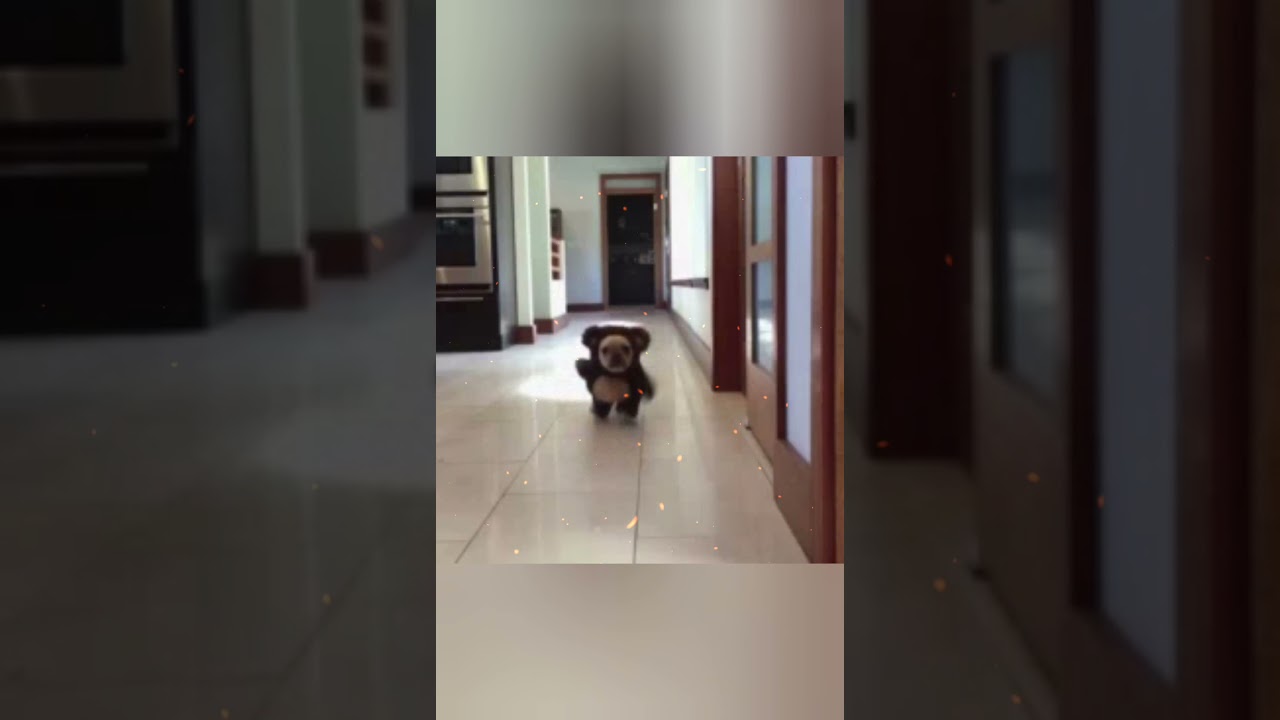 BOSSTOKEN! SHIBA INU'S BOSS MAN. THE REAL OPPORTUNITY OF A LIFETIME.