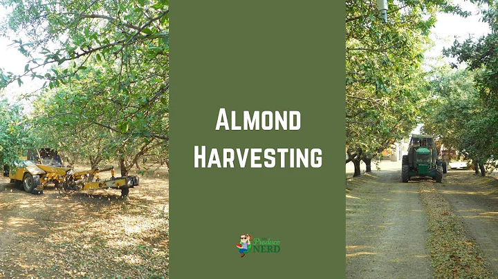 Almond Harvesting: Shaking, Sweeping, Harvesting &...