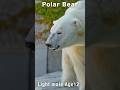 「あっ、あった!」ライトが大好きな麻袋を見つけた反応 #ホッキョクグマ #polarbear #shorts