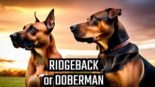 Battle of the Breeds: Rhodesian Ridgeback vs Doberman